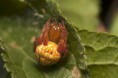 /album/araneidae/araneus-alsine-kriziak-nacervenaly-fe-m-jpg/